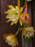 25+ SEEDS Epiphyllum Orchid Cactus FRENCH'S GOLD x ADAM MICHAEL free shipping Orchids