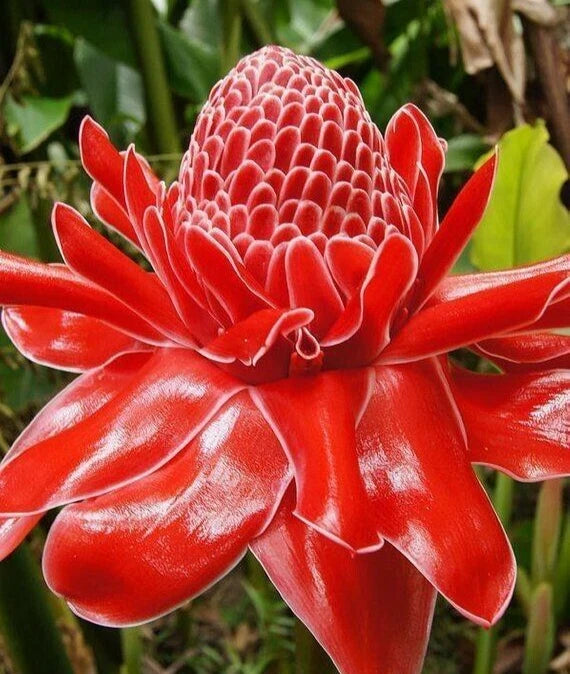 Red Curcuma flower with layered petals and curved bracts