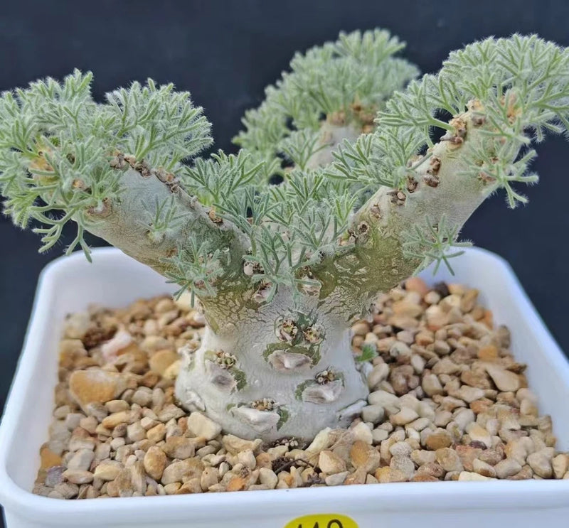 Rare Cacti Sarcocaulon peniculinum WYSIWYG Garden Boutique Decor Garden Plants