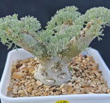 Rare Cacti Sarcocaulon peniculinum WYSIWYG Garden Boutique Decor Garden Plants