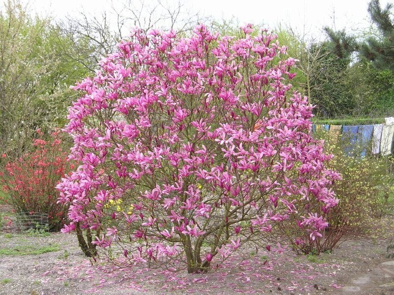 Magnolia Liliiflora Shrub Bush Seeds, Mulan Tulip Lily Flower Magnolia, USA Flowering Plants
