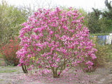 Magnolia Liliiflora Shrub Bush Seeds, Mulan Tulip Lily Flower Magnolia, USA Flowering Plants
