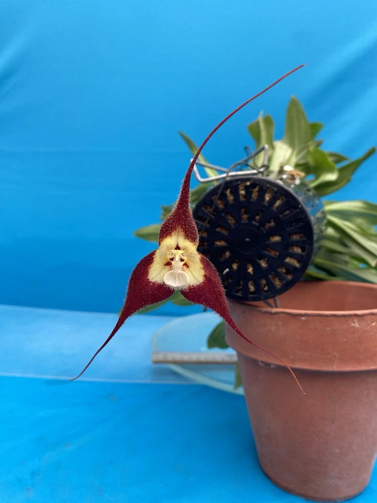 Maroon and cream orchid flower with green leaves in terracotta pot