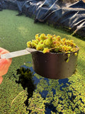 1 cup of Azolla Mosquito Fern Water Velvet Fairy Moss Green Plant