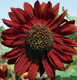 VELVET QUEEN SUNFLOWER SEEDS 50+ annual FLOWER garden BURGUNDY red FREE SHIPPING Garden Plants
