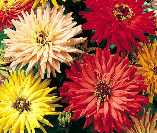 ZINNIA CACTUS MIXED COLORS Zinnia Elegans - 100 Seeds Garden Plants
