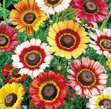 PAINTED DAISY SEEDS 600+ annual FLOWER garden CUTFLOWER CHRYSANTHEMUM CARINATUM Daisies