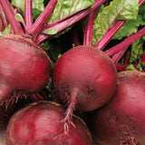 100+Seeds Beetroot Detroit Dark Red Beet(Beta vulgaris) Vegetable USA Garden Plants
