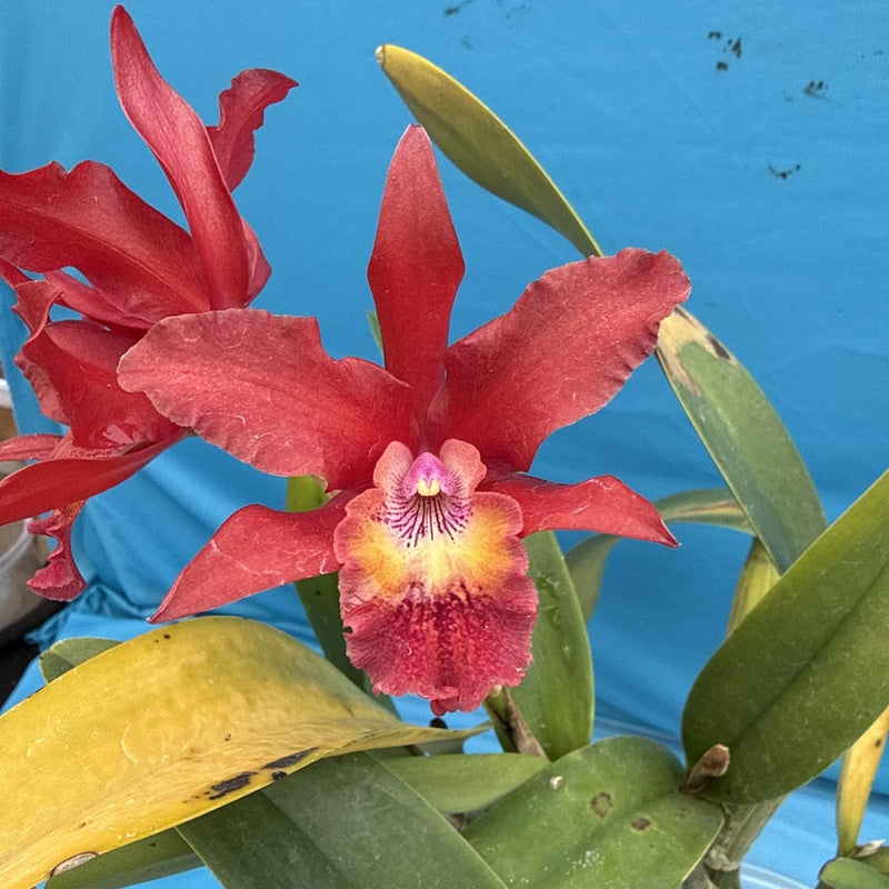 Red, orange, and purple orchid in a pot with pink-yellow center flowers
