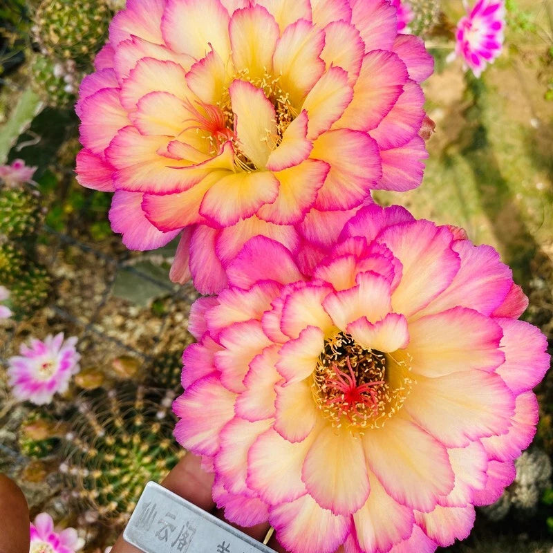 Small potted succulent plant with two pink and yellow cactus-like flowers