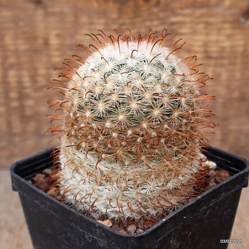 Potted Mammillaria cactus with green body and dense white spines, red tips, in black square pot