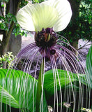 Tacca nivea, White Bat Flower, Bat Head Lily - 5 Se eds Lily