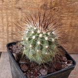 D4806 COPIAPOA KRAINZIANA BRUNISPINA pot10-H8-W7 cm MaMa Cactus Green Plant