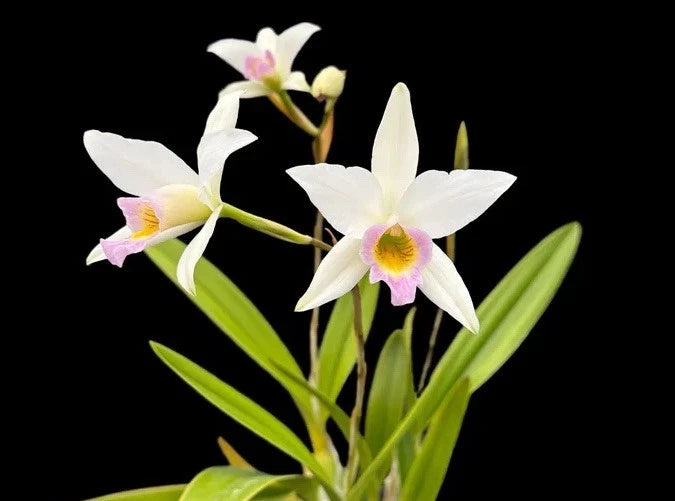 Laelia anceps f. hiliana orchid with white star flowers, pink centers, and green leaves