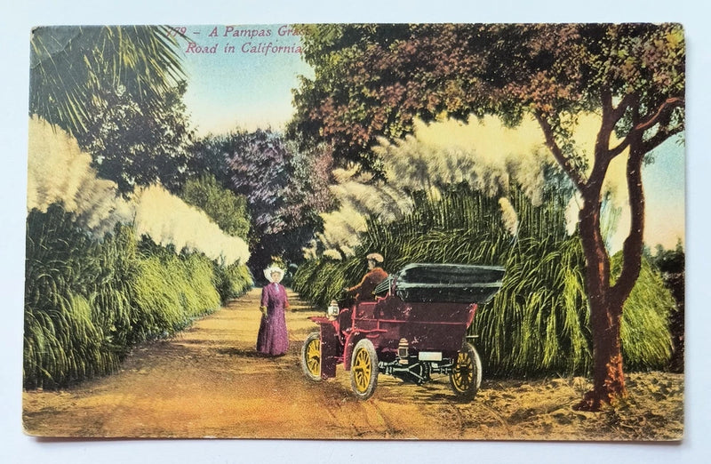 A Pampas Grass Road in California CA Couple in Motorcar Vintage Postcard K7 Pampas Grass