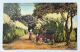 A Pampas Grass Road in California CA Couple in Motorcar Vintage Postcard K7 Pampas Grass