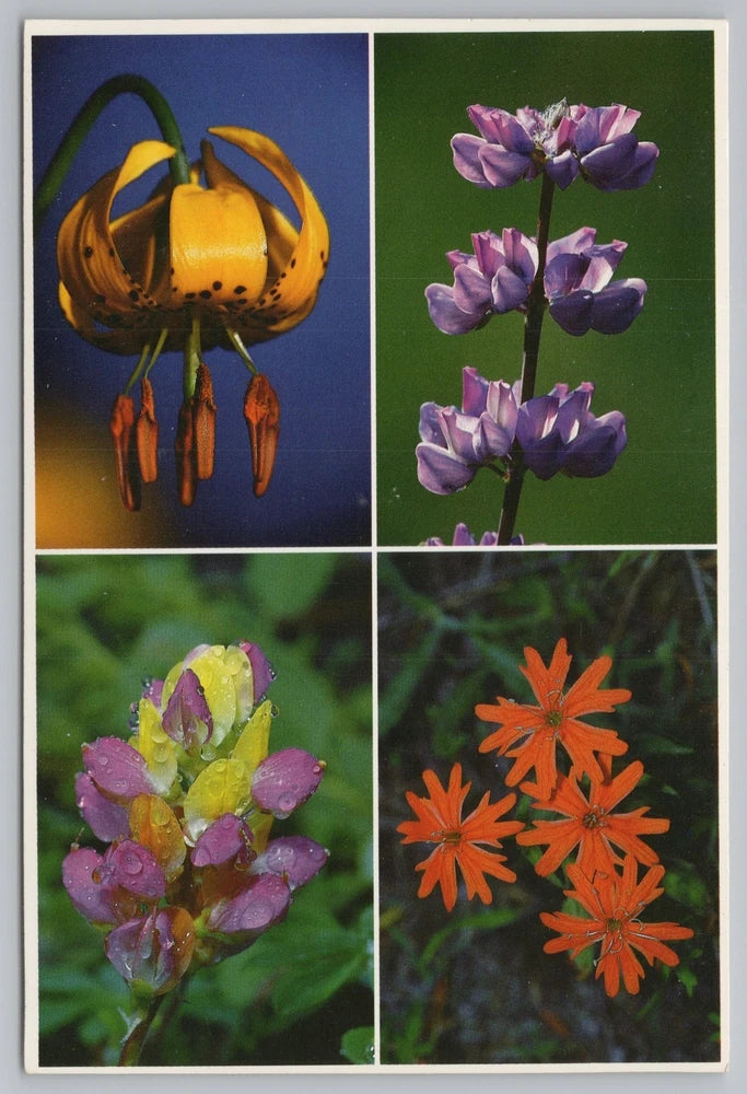 Flowers~Leopard Lily~Broadleaf-Harlequin Lupine~Indian Pink~Continental Postcard Lily