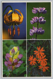 Flowers~Leopard Lily~Broadleaf-Harlequin Lupine~Indian Pink~Continental Postcard Lily