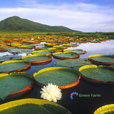 5 Seeds Victoria Amazonica Green Large Leaves Water Lily Uape Jacana Atun Sisac Lily