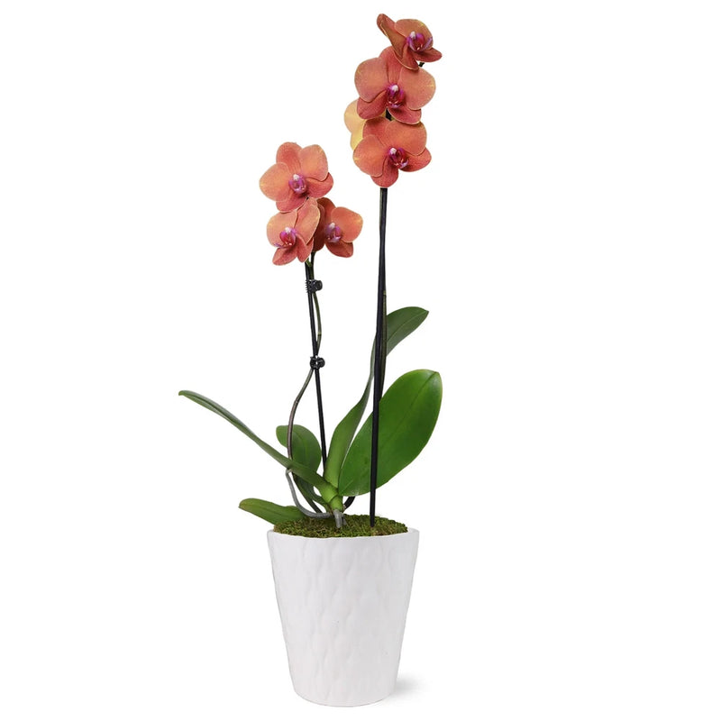 Live orchid plant with pink blooms in white ceramic pot