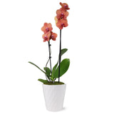 16-30" Salmon Premium Orchid Live Plant in 5" White Ceramic Pot, House Plant Orchids