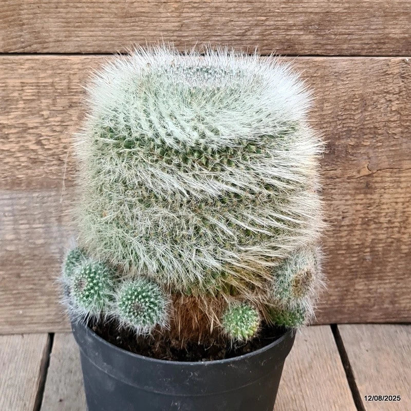 D5887 MAMMILLARIA HANIANA OLD pot18-H18-W17 cm MaMa Cactus Green Plant