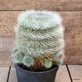 D5887 MAMMILLARIA HANIANA OLD pot18-H18-W17 cm MaMa Cactus Green Plant