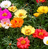 MOSS ROSE FLOWER SEEDS 1000+ portulaca DOUBLE mix ANNUAL garden SUCCULENT Garden Plants