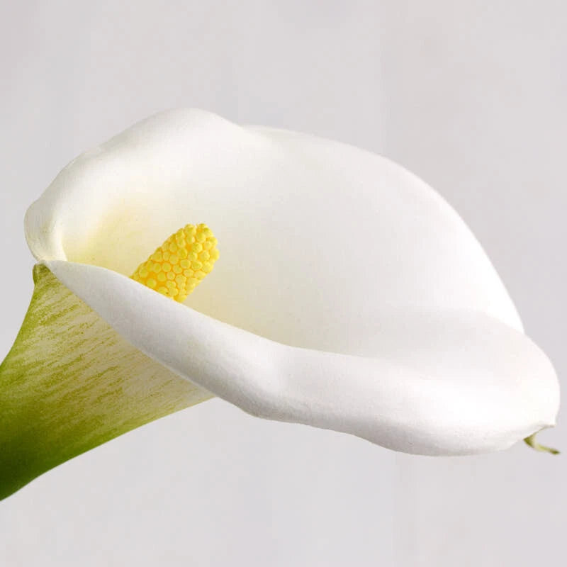 White artificial call lily flower with yellow center, full bloom on stem