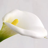 Set of 4 White Artificial Call Lily 15