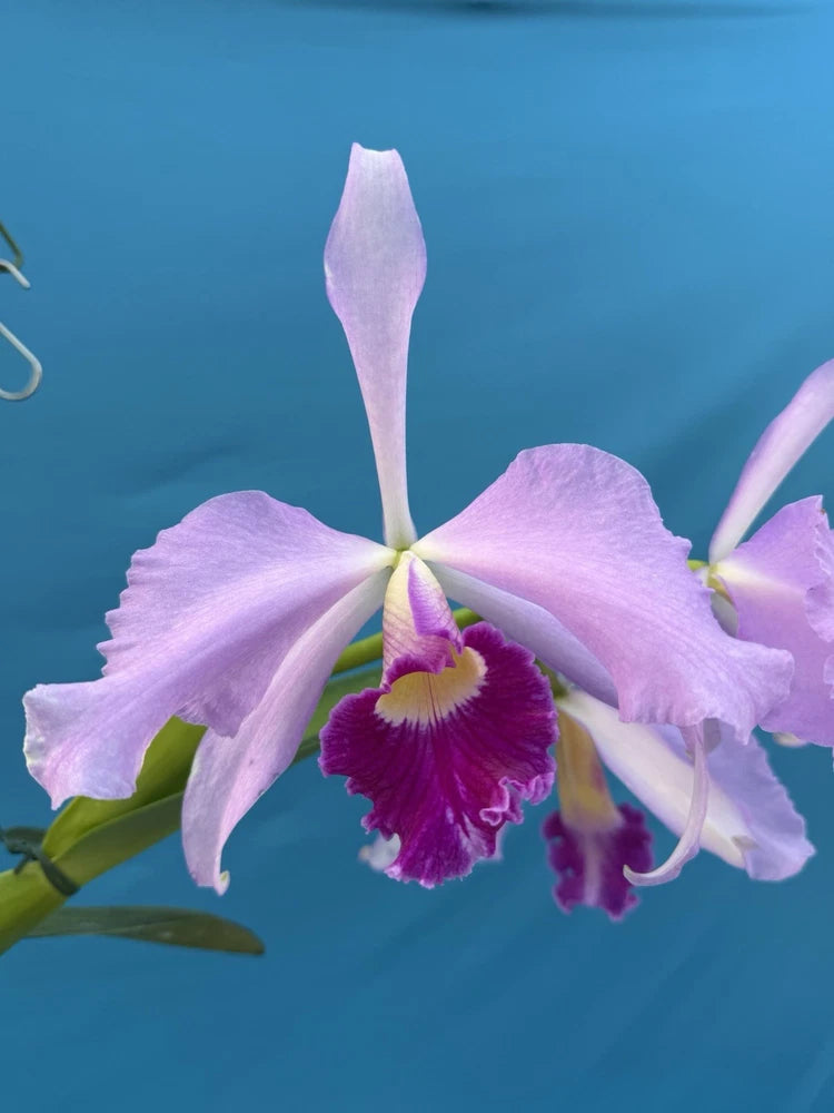 Purple and pink Cattleya orchid hybrid flower with ruffled petals in a pot
