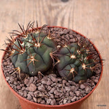 D7734 GYMNOCALYCIUM PFLANSII pot10-H5-W9 cm MaMa cactus Green Plant