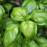 Basil Seeds - Italian Large Leaf Basil Herb Seeds - Heirloom Non-GMO Garden Plants