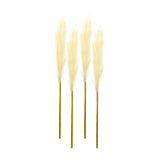 Cream Pampas Gass Stem (Set of 4) Pampas Grass