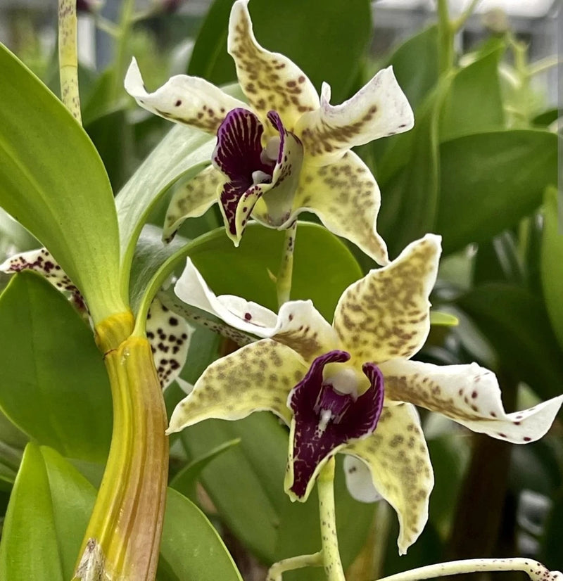 Spotted Dendrobium orchid flowers with pale yellow petals, dark speckles, and purple centers.