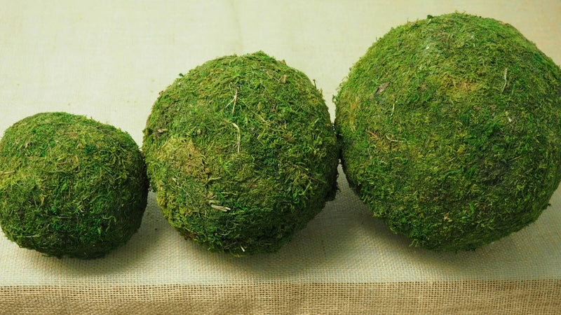 Large - XXL Pure Green Moss Balls Dried Organic Rattan Wedding Garden Home Decor Green Plant