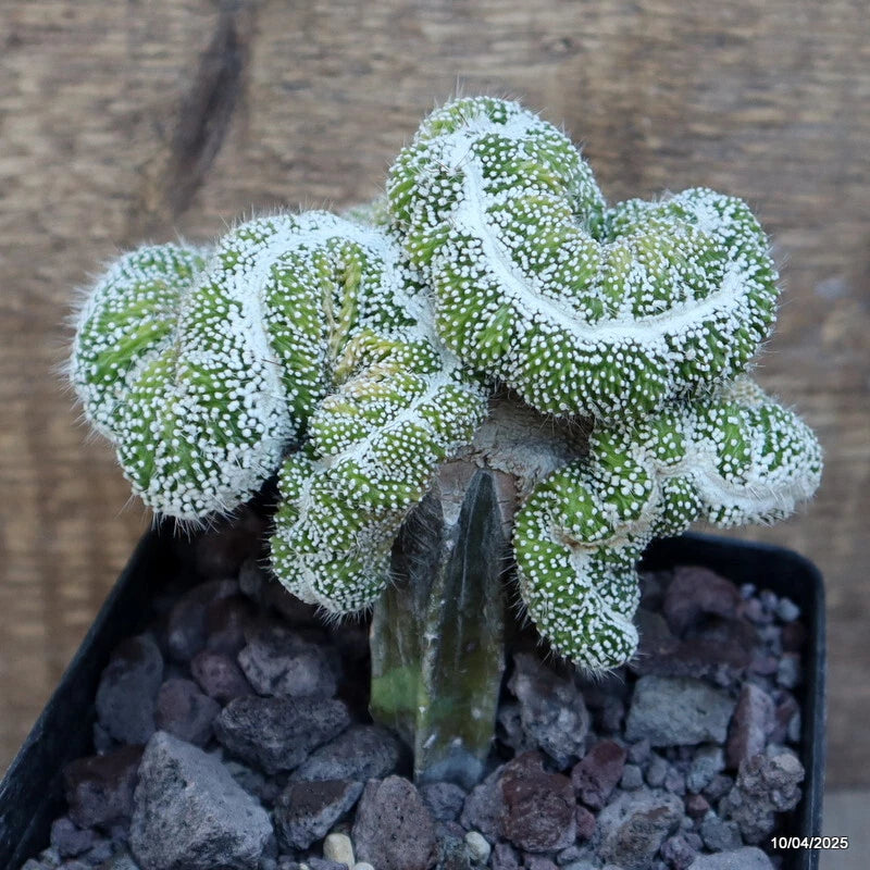 Green crested cactus graft with knobby ridges and white dots in a dark pot
