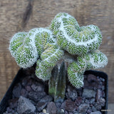 A7158 NOTOCACTUS SCOPA CRESTED GRAFT pot12-H13-W13 cm MaMa Cactus Green Plant
