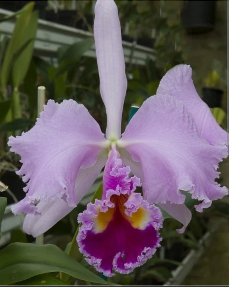 Fragrant live orchid plant with lavender-purple blooms and yellow-magenta center