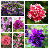 20 DOUBLE MIX PETUNIA Floribunda Red Pink Purple Flower Seeds Flowering Plants