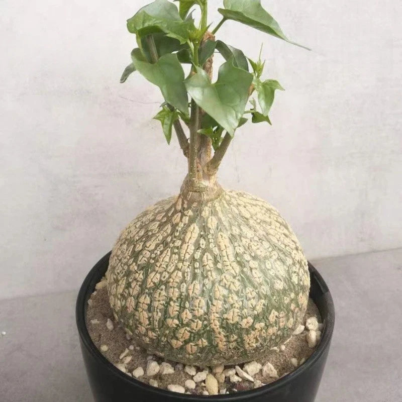 Gerrardanthus macrorhizus succulent in black pot with pale caudex and green leaves