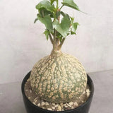 1PCS Cactus Plants Gerrardanthus macrorhizus Beautiful Garden 6-7cm Garden Plants