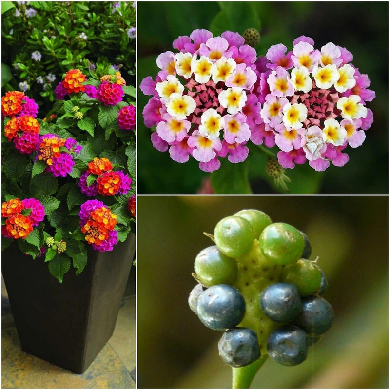 50PCS Lantana Camara Seeds Garden Ornamental Flower Plant Seeds Garden Plants
