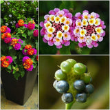 50PCS Lantana Camara Seeds Garden Ornamental Flower Plant Seeds Garden Plants