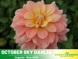 40+ Seeds| October Sky  Perennial Dahlia Seeds-    #D067 Garden Plants