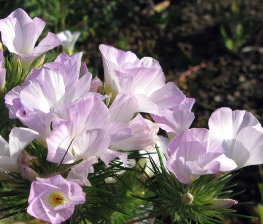 MOUNTAIN PHLOX Linanthus Grandiflorus - 10,000 Bulk Seeds Garden Plants