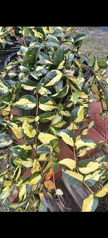 Asiatic jasmine potted plant with glossy yellow-green variegated leaves