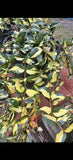 asiatic jasmine Plant, Medium Size In Pot Orchids