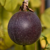 Passiflora edulis Toms Black | 10_Seeds Garden Plants