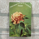 Indiana State Flower Peony Greetings Vintage Postcard Unposted Peony